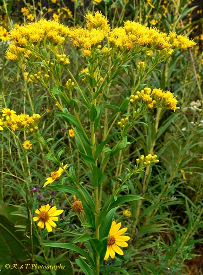 {Solidago riddellii}